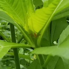 Strauzia longipennis