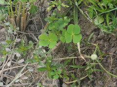 Marsilea crenata