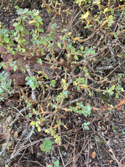 Coleus cylindraceus, photograph Prince Molokomme, CC0, iNaturalist via GBIF
