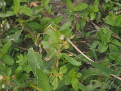 Glinus oppositifolius