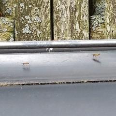 Ptecticus trivittatus