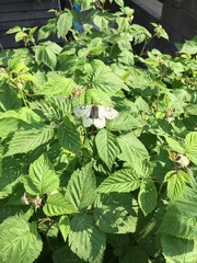 Parnassius glacialis