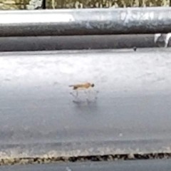 Ptecticus trivittatus