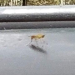 Ptecticus trivittatus