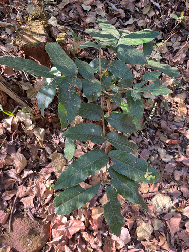 forest peach (Rawsonia lucida)