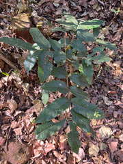 Rawsonia lucida, photograph author not stated, no rights reserved