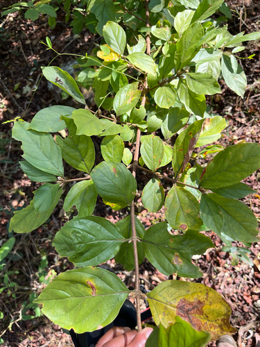Rock Silky-coffee (Sericanthe andongensis)