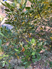 Ekebergia pterophylla, photograph author not stated, no rights reserved