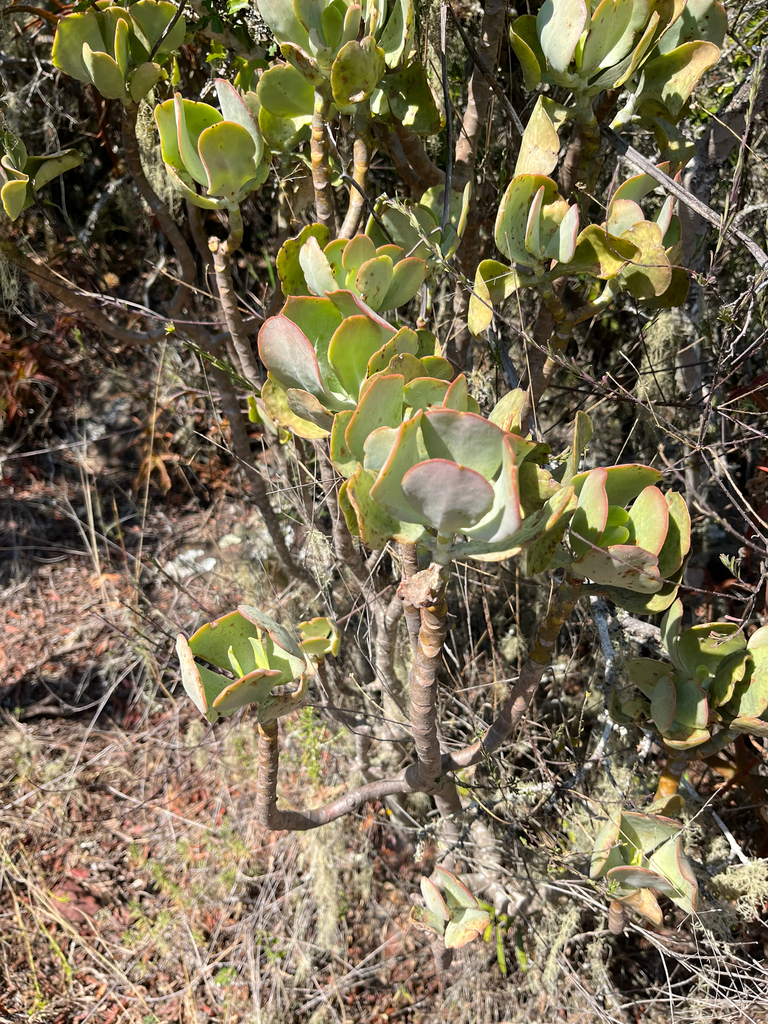 Cotyledon barbeyi Schweinf. ex Baker