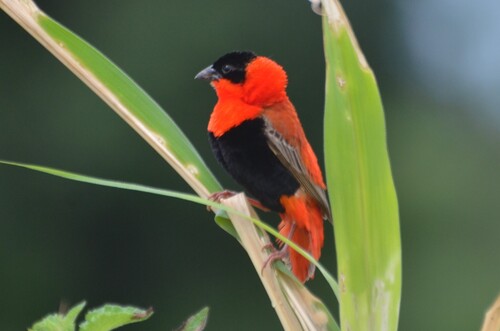 Northern Red Bishop