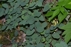 Symphoricarpos albus albus
