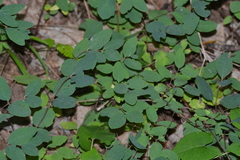 Symphoricarpos albus albus