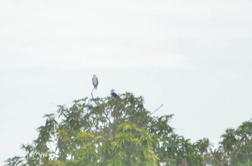 Black-winged Kite