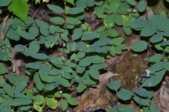 Symphoricarpos albus albus