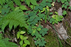 Symphoricarpos albus albus