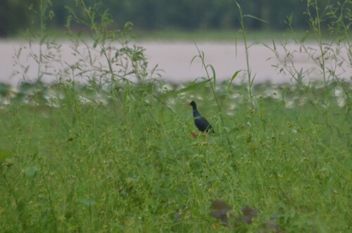 Allen's Gallinule