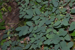 Symphoricarpos albus albus