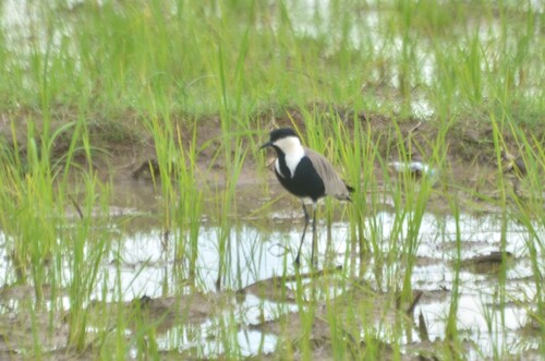 Spur-winged Lapwing