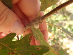 Burnettweldia washingtonensis