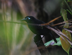 Hafferia zeledoni