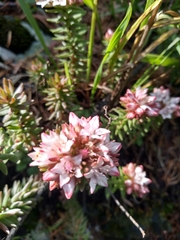 Sedum goldmanii