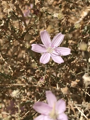 Stephanomeria exigua exigua