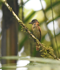 Pachyramphus homochrous