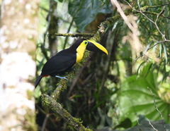 Ramphastos brevis