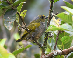 Euphonia xanthogaster