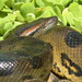 Anacondas - Photo (c) Brad Walker, some rights reserved (CC BY-NC), uploaded by Brad Walker