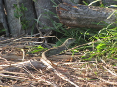 Ameiva praesignis