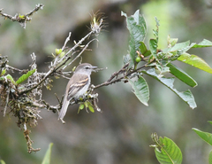 Myiophobus crypterythrus