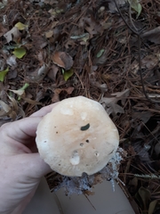Leucopaxillus laterarius