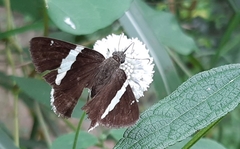 Autochton bipunctatus