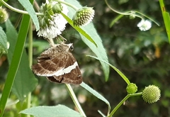 Autochton bipunctatus