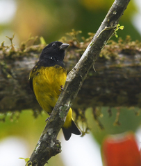 Spinus xanthogastrus