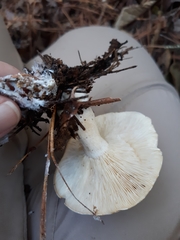 Leucopaxillus laterarius