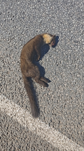 Eurasian Pine Marten