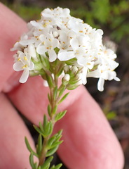 Selago glomerata, photograph (c) Nicola van Berkel, some rights reserved (CC BY-SA)