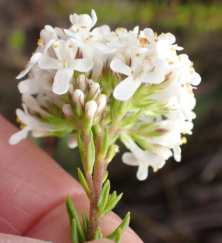 Selago glomerata, photograph 4