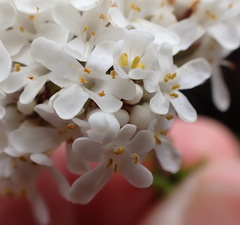 Selago glomerata, photograph (c) Nicola van Berkel, some rights reserved (CC BY-SA)