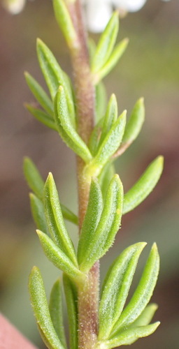 Selago glomerata, photograph 6
