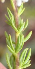 Selago glomerata, photograph (c) Nicola van Berkel, some rights reserved (CC BY-SA)