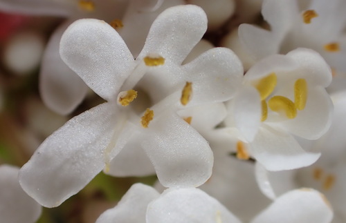 Eden Bitterbush (Selago glomerata)