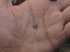 Gyraulus convexiusculus