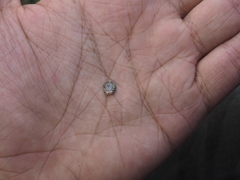 Gyraulus convexiusculus