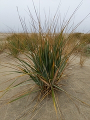 Leymus mollis mollis