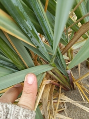 Leymus mollis mollis