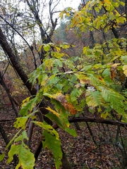 Castanea ozarkensis