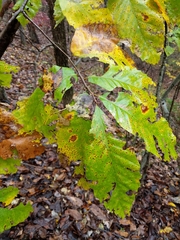 Castanea ozarkensis